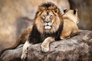 😗 emoji Lions @stickersb2b Telegram sticker 24 of 56