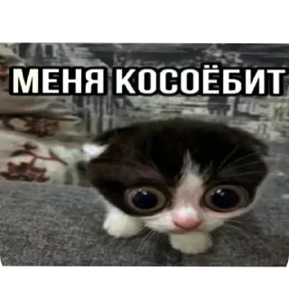 Sticker from @STICKRULE <- БОЛЬШЕ