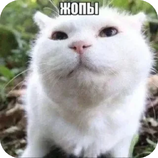 🐱 emoji Стикосы дрочить аноним 228 мега про хуй Telegram sticker 16 of 114