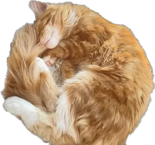 🥰 emoji Кот Telegram sticker 21 of 21