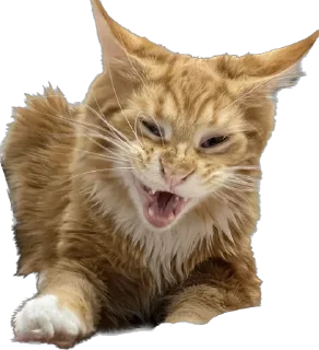 😡 emoji Кот Telegram sticker 17 of 21