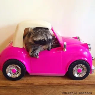 🚗 emoji Еноты Telegram sticker 23 of 111