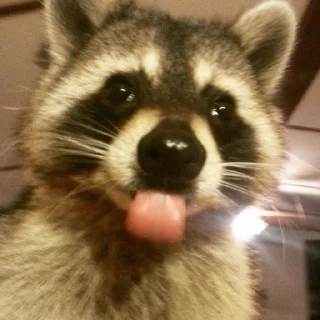 😛 emoji Еноты Telegram sticker 22 of 38
