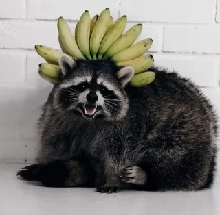 🍌 emoji Еноты Telegram sticker 6 of 111