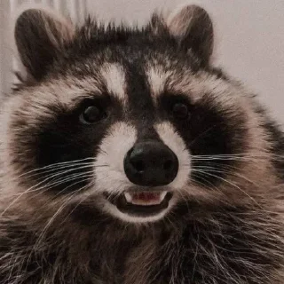 😨 emoji Еноты Telegram sticker 8 of 38
