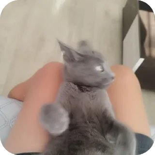 🐱 emoji Серёга Telegram sticker 24 of 35