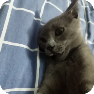 🐱 emoji Серёга Telegram sticker 19 of 35