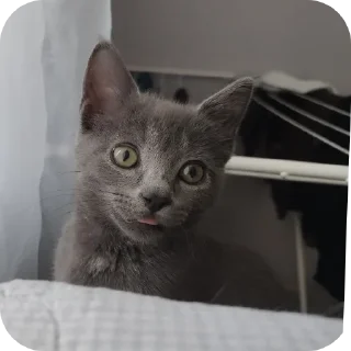 🐱 emoji Серёга Telegram sticker 8 of 35