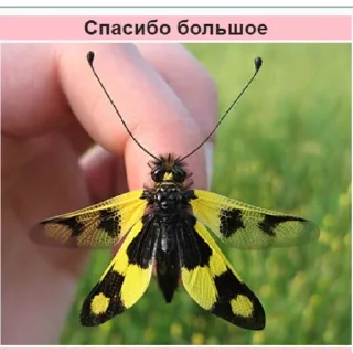 Sticker from Планета Гугл