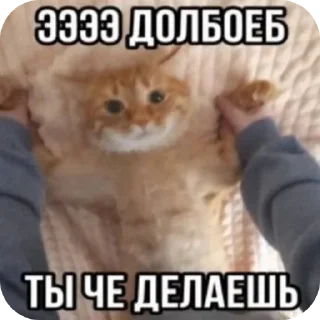 Sticker from Анал бобра