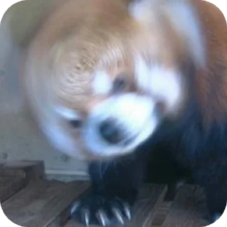 🌪 emoji red panda🐼 від- @evawxx Telegram sticker 14 of 45