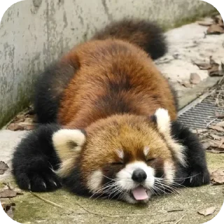 💤 emoji red panda🐼 від- @evawxx Telegram sticker 7 of 45