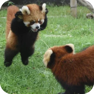 🐻 emoji red panda🐼 від- @evawxx Telegram sticker 4 of 45