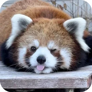 😉 emoji red panda🐼 від- @evawxx Telegram sticker 9 of 45