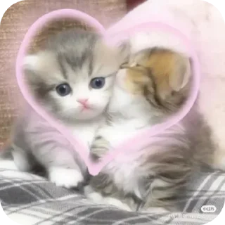 Sticker from 𝚒 meow 𝚎𝚟𝚎𝚛𝚢𝚝𝚑𝚒𝚗𝚐 by julli