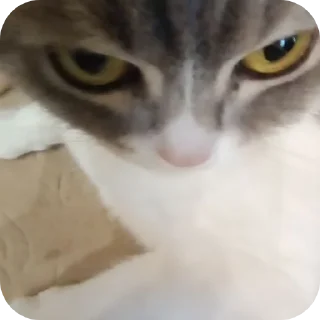 🐱 emoji Фроськаа Telegram sticker 15 of 18