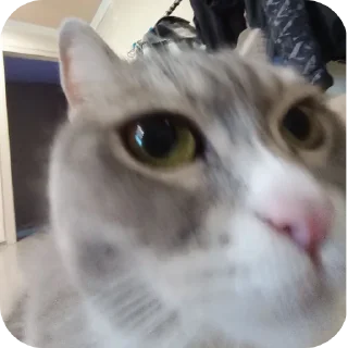 🐱 emoji Фроськаа Telegram sticker 6 of 18