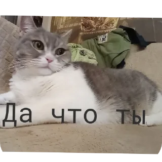 🐱 emoji Фроськаа Telegram sticker 12 of 18