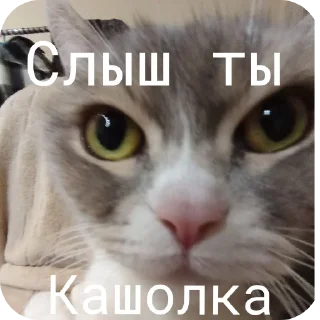 🐱 emoji Фроськаа Telegram sticker 9 of 18