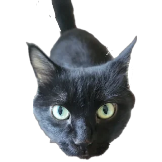 🐱 emoji КАК ТАК?! Telegram sticker 19 of 80