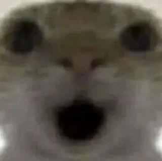 🙀 emoji FUCKIN CATS Telegram sticker 10 of 94