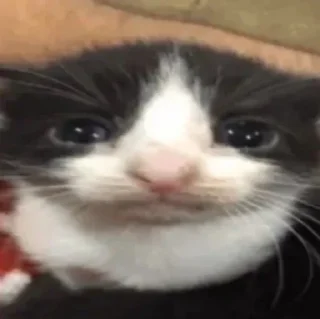 😸 emoji FUCKIN CATS Telegram sticker 1 of 94