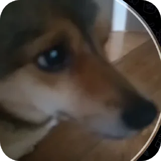 👍 emoji Пёс Гомо Telegram sticker 12 of 120