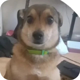 🐶 emoji Пёс Гомо Telegram sticker 17 of 120