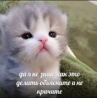 🥺 emoji Братва Telegram sticker 9 of 120