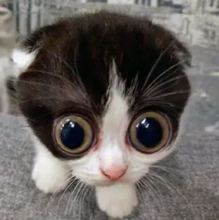 😳 emoji Miau Telegram sticker 5 of 68