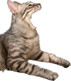 😂 emoji Маркус на связи Telegram sticker 9 of 12