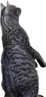 😲 emoji Маркус на связи Telegram sticker 11 of 12