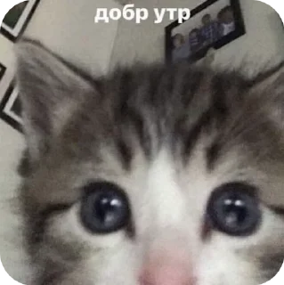🌟 emoji мили котеке Telegram sticker 18 of 23