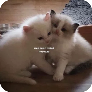 🌟 emoji мили котеке Telegram sticker 13 of 23