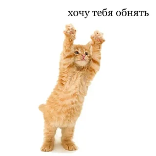 🫂 emoji °¢°€=©×€°¥¶¢ Telegram sticker 7 of 45