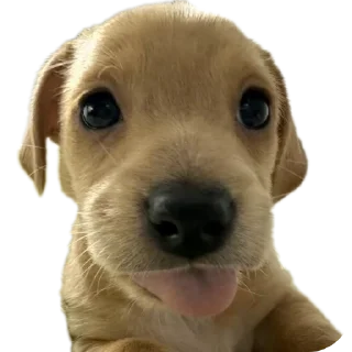 🐶 emoji Крутой Telegram sticker 16 of 120