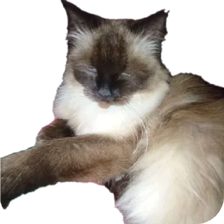 🐱 emoji Крутой Telegram sticker 19 of 120