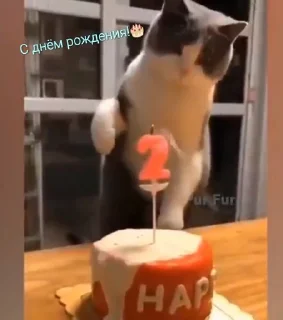 🎂 emoji Коты-птицы-мемы Telegram sticker 20 of 108