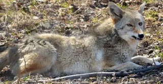 😠 emoji Coyote World Telegram sticker 11 of 46