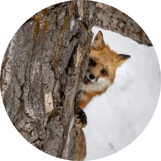 🌳 emoji 🦊 лисики 🦊 Telegram sticker 21 of 54