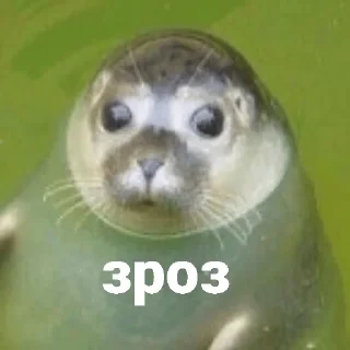 😐 emoji Уляна каже що я тюленьчик Telegram sticker 12 of 18