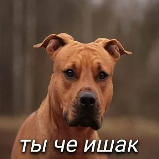 🐴 emoji Демоны в голове Telegram sticker 6 of 7