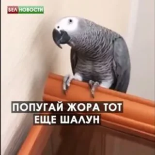 🥶 emoji Зоофилия форевер Telegram sticker 19 of 117