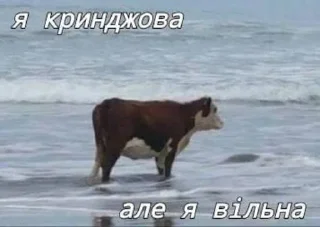 😅 emoji А я шо знаю Telegram sticker 11 of 120