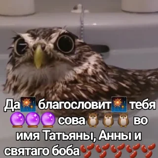 🦉 emoji СОВА Telegram sticker 11 of 24