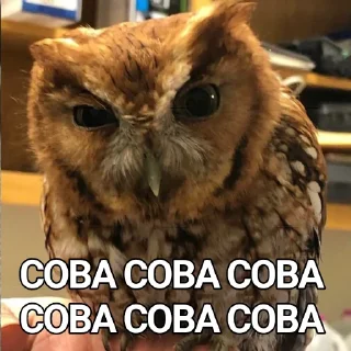 🦉 emoji СОВА Telegram sticker 9 of 24