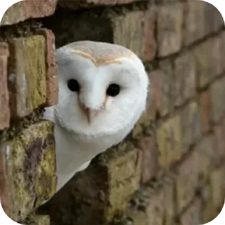 👋 emoji СОВА КРЕДО Telegram sticker 9 of 20
