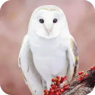 😋 emoji СОВА КРЕДО Telegram sticker 7 of 20