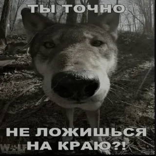 🐺 emoji Кириешки Telegram sticker 16 of 33