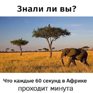 🇦🇴 emoji Кириешки Telegram sticker 21 of 33